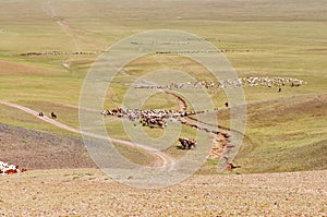 Herds of sheep migrate in Mongolia