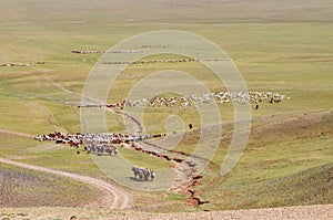 Herds of sheep migrate in Mongolia