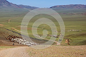 Herds of sheep migrate in Mongolia photo