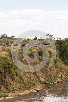 Herds of ungulates on the high banks of the river. Mara River, Masai Mara, Kenya