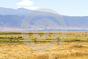Herds of wild animals grazing in Ngorongoro