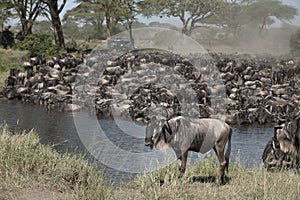 Herds of wildebeest