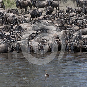 Herds of wildebeest