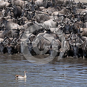 Herds of wildebeest and bird at the Serengeti