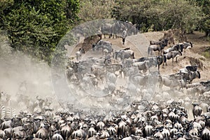 Herds of Wildebeest in Great Migration, Kenya