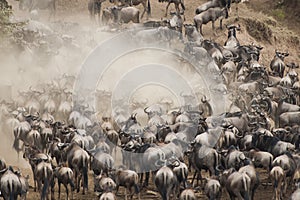 Herds of wildebeest in Great Migration, Kenya