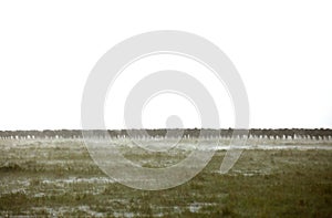 Herds of Wildebeests in heavy downpour, Masa Mara