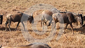 Herds of wildebeests in Ngorongoro