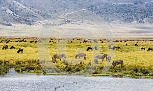 Herds of wildebeests and zebras