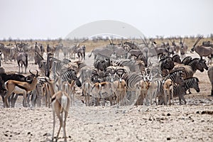 Herds of zebra and antelope at waterhole Etosha, Namibia