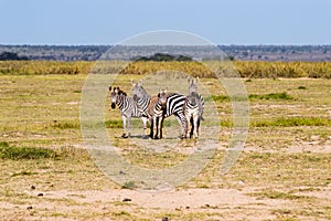 Herds of zebra facing the camera