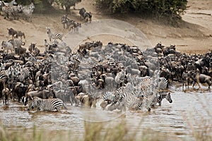 Herds of Zebra and Wildebeest on Mara River, Kenya photo