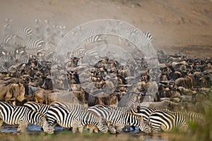 Herds of Zebra and Wildebeest on Mara River, Kenya photo