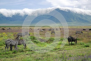 Herds of zebras and blue wildebeests graze in Ngorongoro Crater