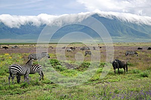 Herds of zebras and blue wildebeests graze in Ngorongoro Crater photo