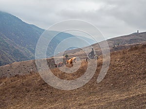 A herdsman on bike grazes cows on an autumn mountain slope. Ingu