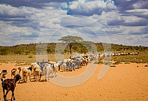 Herdsman guides flock of goats to better grasslands in Samburu village