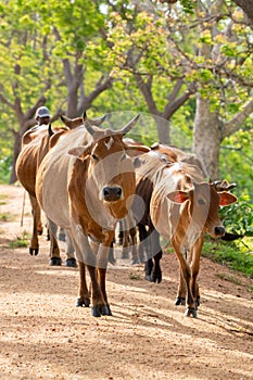 Herdsman guiding the herd of cows from behind. Long-horned alpha male cow leads from the front. Rural villages and cultural