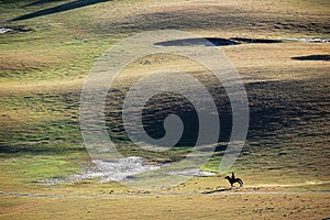 A herdsman of horse in autumn prairie