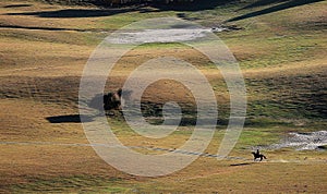 A herdsman of horse in autumn prairie