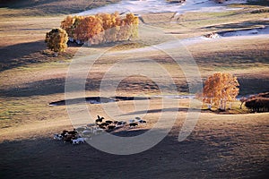 A herdsman and horses in autumn prairie