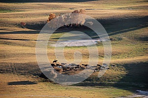 A herdsman and horses in autumn prairie