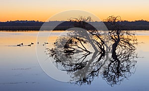 Herdsman Lake at Dawn photo
