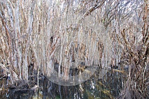 Herdsman Lake: Paper Bark Trees