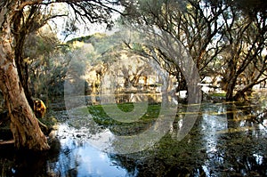 Herdsman Lake Swamp