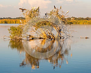 Herdsman Lake Tree