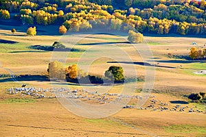 The herdsman and sheep on the fall prairie