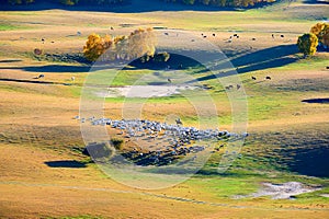 The herdsman and sheep on the prairie