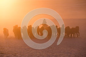 Herdsmen running with group of horses on the snowfields of the grassland in Inner Mongolia, China, in winter, in early morning.