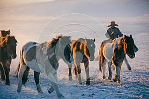 Herdsmen running with group of horses on the snowfields of the grassland in Inner Mongolia, China, in winter, in early morning.