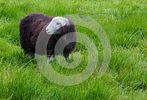 Herdwick Sheep in England photo