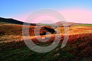 Herdwick sheep in the morning light
