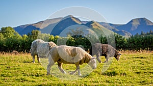 Herdwick Sheep grazing in Cumbria, England