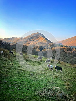 Herdwick sheep grazing in the Lake District National Park