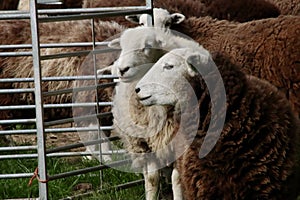 Herdwick sheep in a pasture