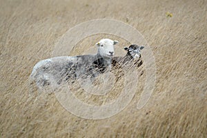 Herdwick Sheep on the South Downs