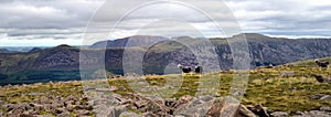 Herdwick sheep and the  summits