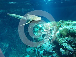 Here it is the beauty of the ocean depths with its permanent inhabitants sharks