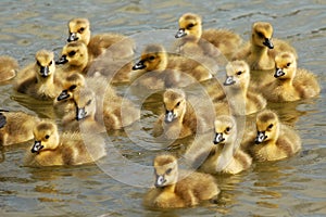 Here Come Goslings! photo