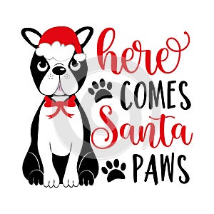 Here comes Santa paws - funny saying with cute boston terrier in Santa hat.