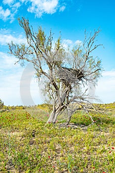 here is an eagle's nest on the Saxaul tree.