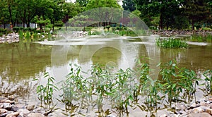 Scenery of ecological wetland and pond. photo