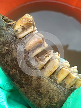 Here is a part of a jaw that was dug out by czech archeologists