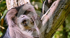 Monkey in the tropical jungle.