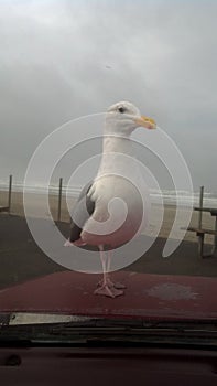 Heres looking at you