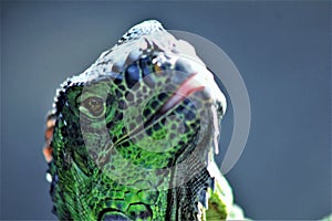 Here's looking at you, kid. photo